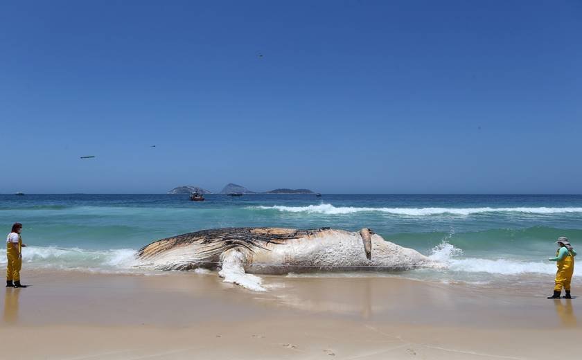 Carcaça de baleia de 30 toneladas encalha na praia de Ipanema, no Rio