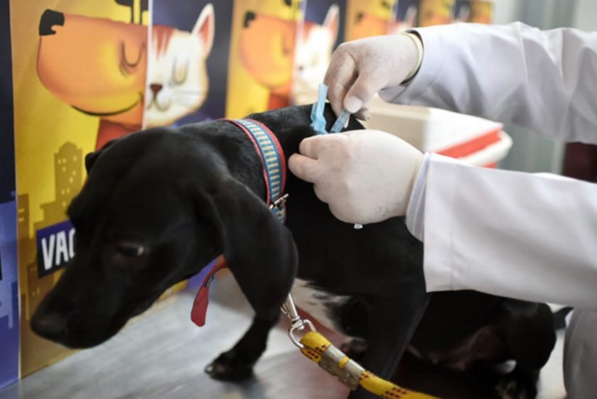 Imagem colorida mostra cachorro sendo vacinado contra raiva canina - Metrópoles