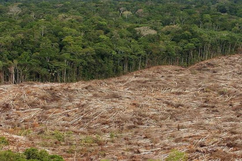 ONG: Brasil foi país que mais perdeu florestas nativas em 2018