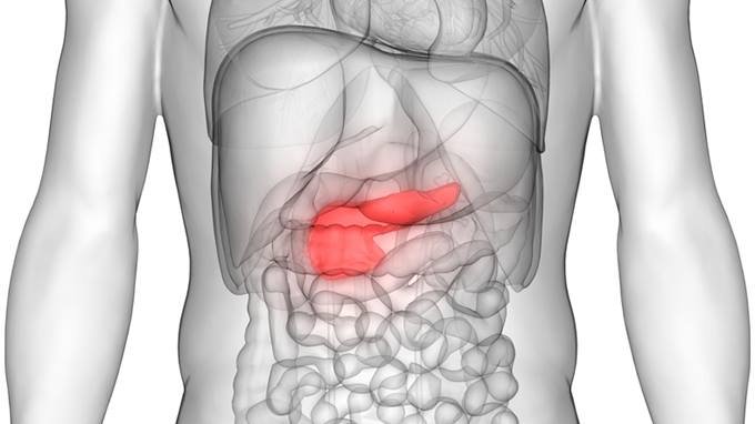 Ilustração mostra posição do pâncreas no corpo. O órgão é responsável por produzir hormônios e enzimas para o corpo