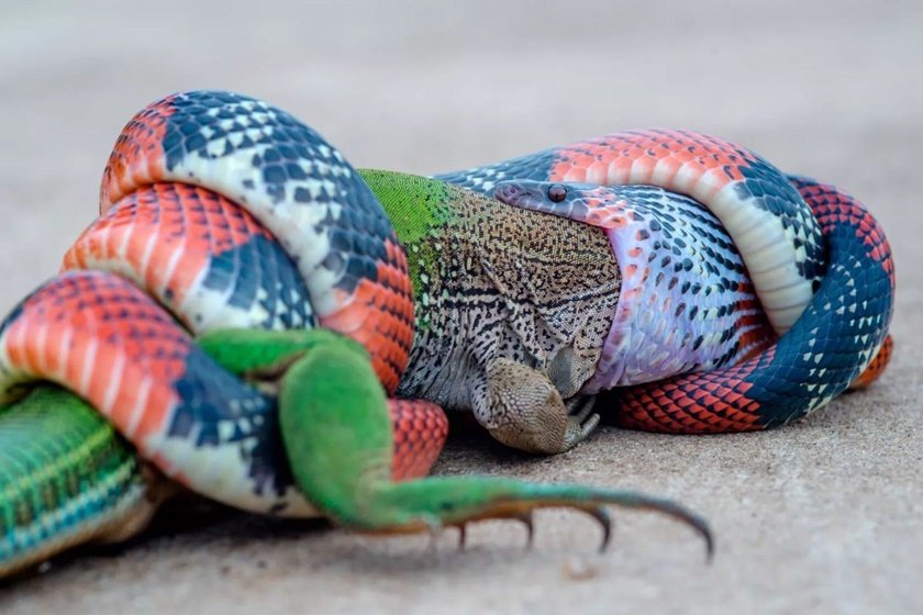 Fotógrafo captura momento de cobra se alimentando de lagarto na rua