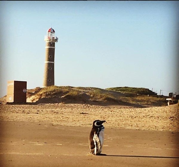 Punta del Este descubra esse destino descolado e rico em praias