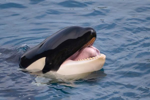 orca