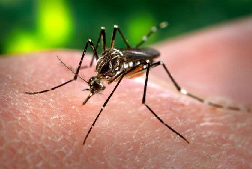 mosquito-da-dengue021-840×564