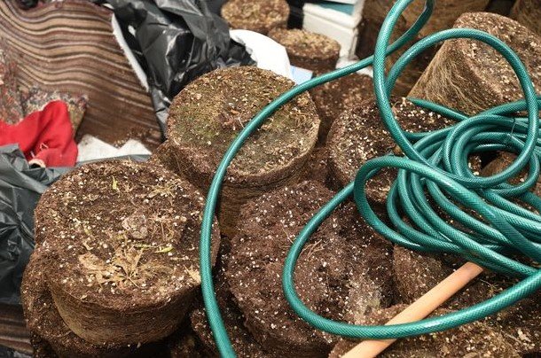 Mulher volta de viagem e encontra casa cheia de maconha