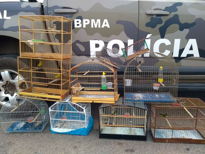 Polícia Militar apreende nove pássaros silvestres no Setor O