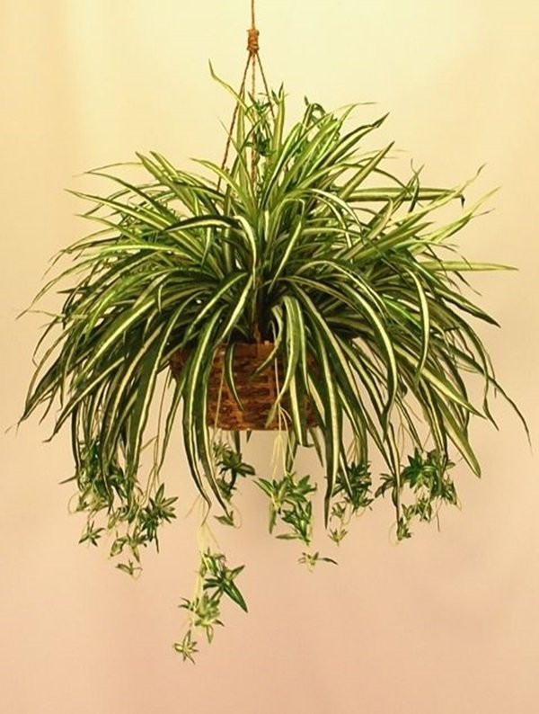 clorofito