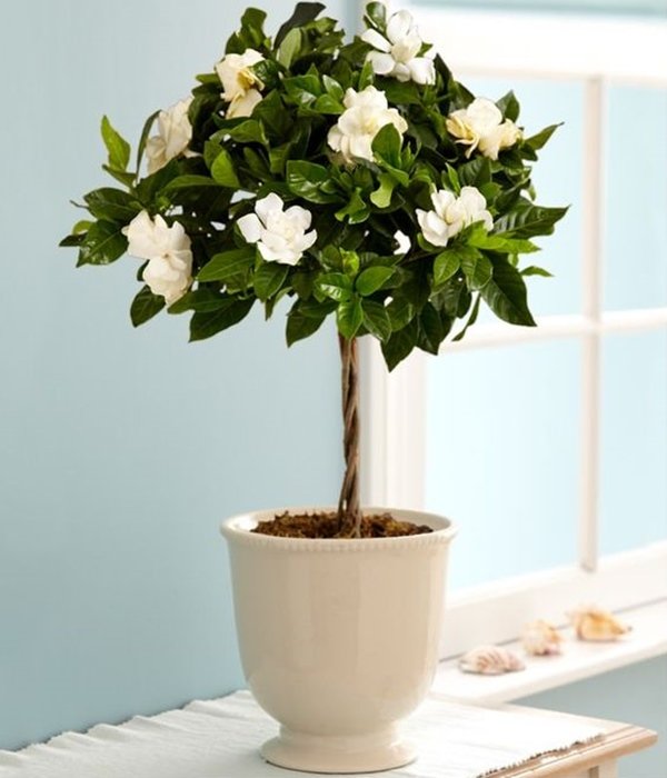 gardenia