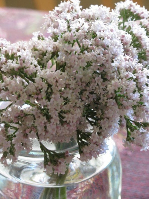 valeriana