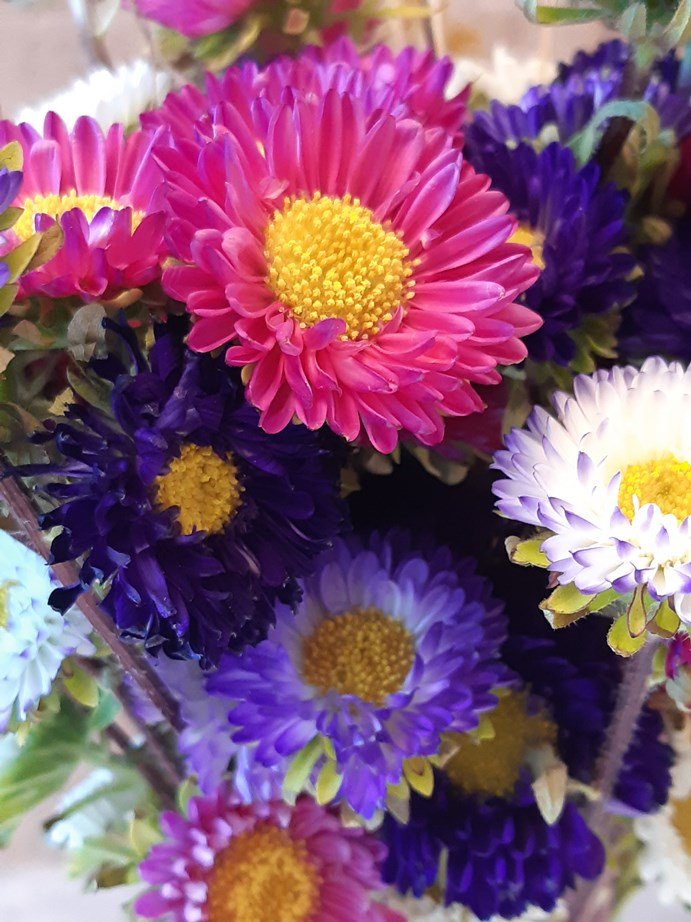 Flores 2 - cores