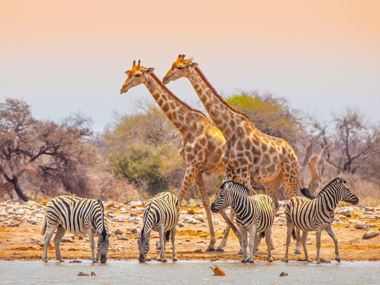 Giraffes and zebras at waterhole NAMIBIA