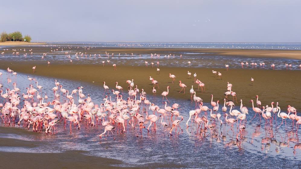Pink flamingos at Walvis Bay, Namibia, Africa