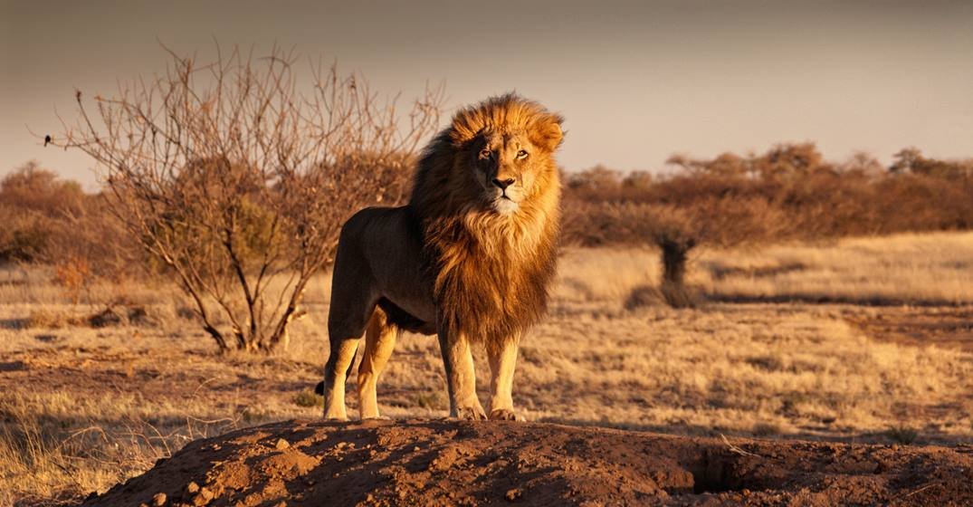 Lion standing on a hill NAMIBIA
