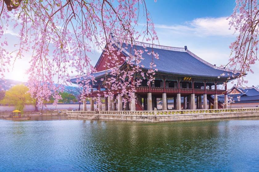 gyeongbokgung palace in spring