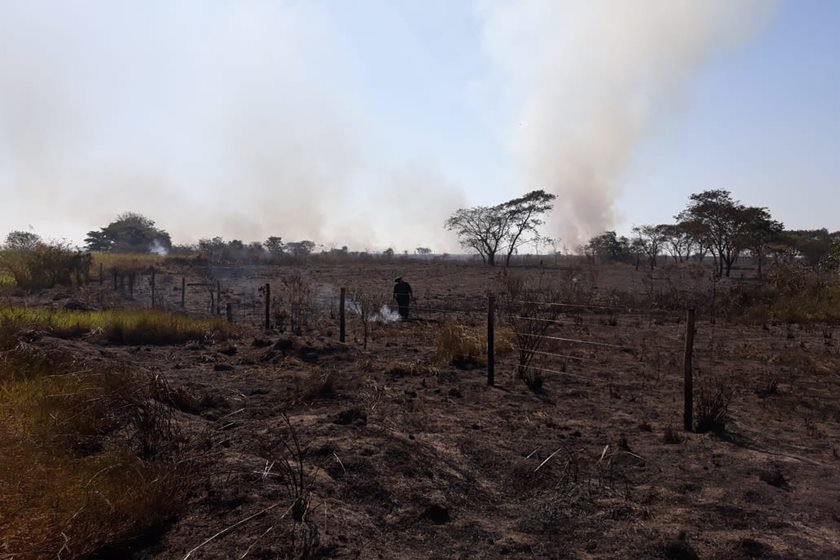 Polícia Ambiental/Reprodução