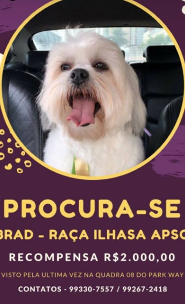 Um cachorro estava procurando emprego, depois de muito tempo de