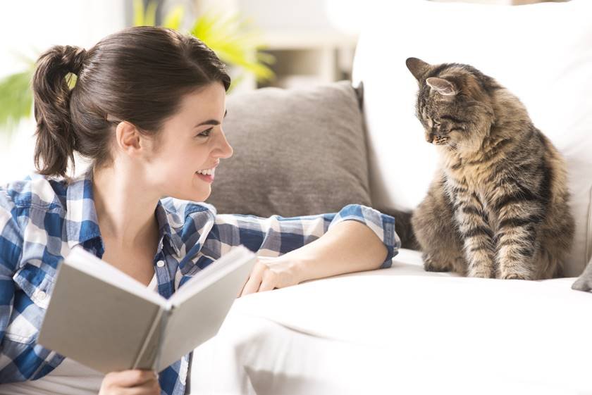 Dois gatos estão lendo um livro na neve.