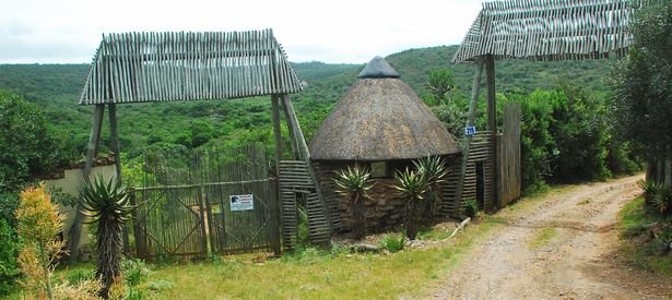 Gang-of-poachers-broke-into-South-African-game-reserve-to-slaughter-rhinos-attacked-and-EATEN-by-pri4