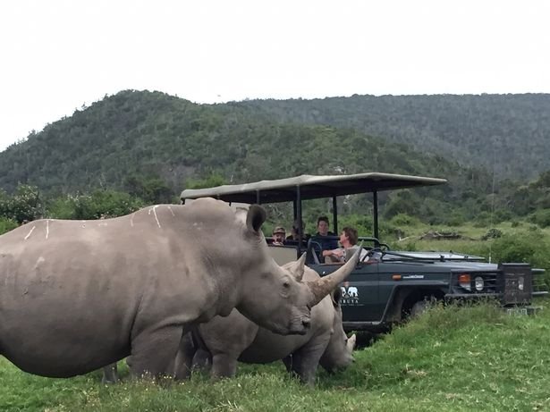 Gang-of-poachers-broke-into-South-African-game-reserve-to-slaughter-rhinos-attacked-and-EATEN-by-pri3