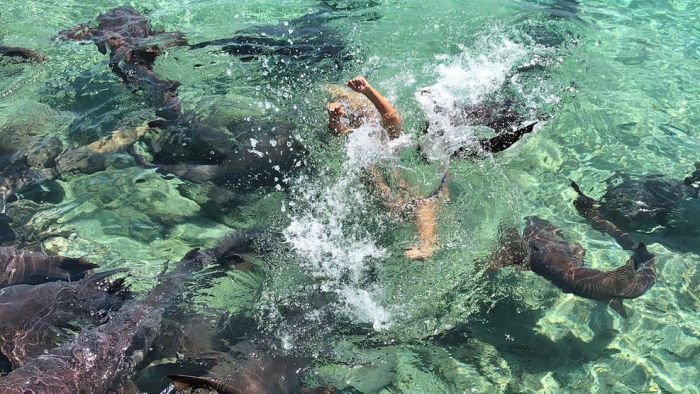 photoshoot-with-sharks-went-wrong-03