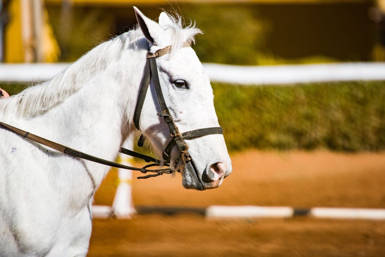 DF1  Cavalo é pintado com tinta durante atividade na Hípica de