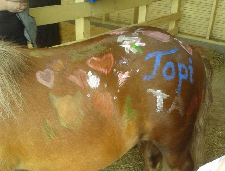 Ibama vê 'abuso' a cavalo pintado por crianças e adverte Hípica de Brasília, Distrito Federal
