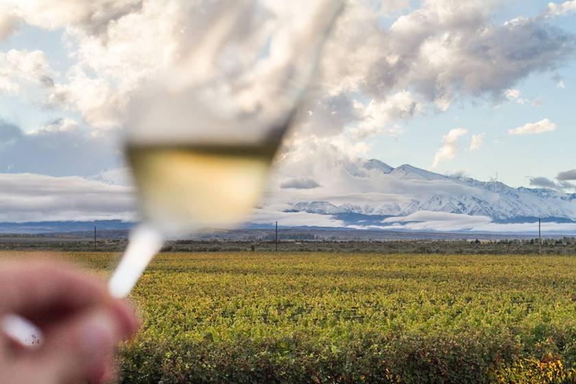Mendoza Vine