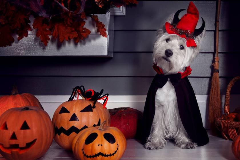 Halloween: 10 tutores e seus pets com fantasias combinando