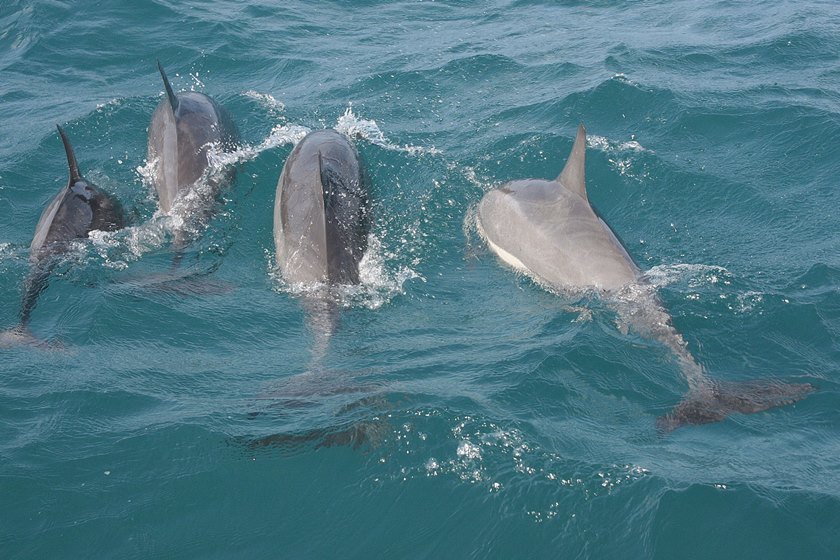 Dolphins die of bird flu in Britain |  capital Cities