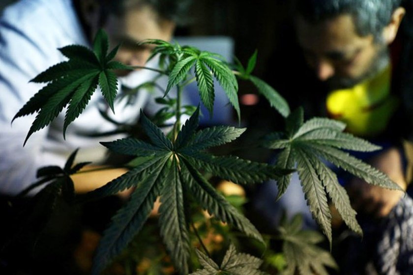 Benefícios da maconha
