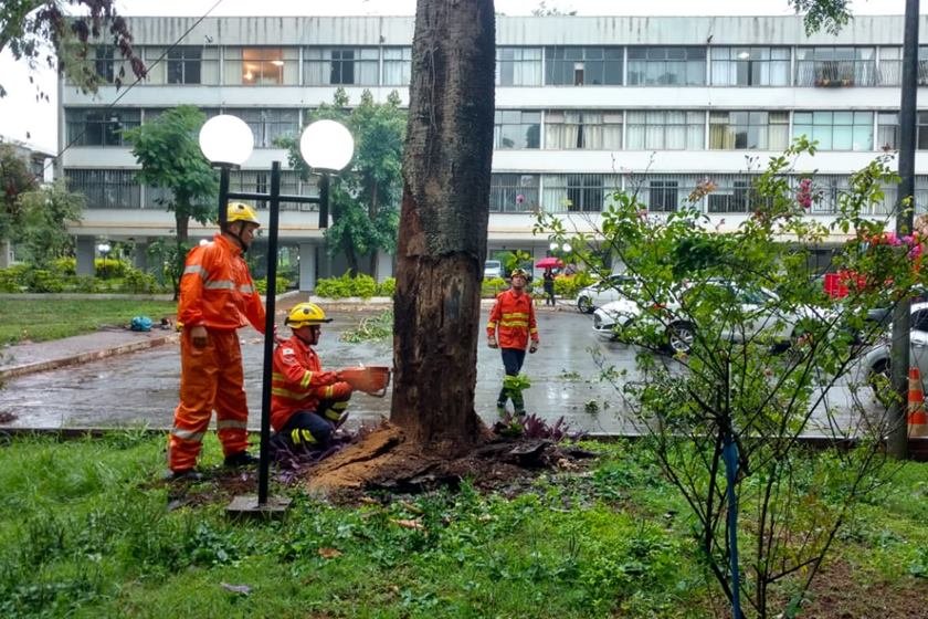 Bombeiros cortam árvore podre que ameaçava cair na Asa Norte