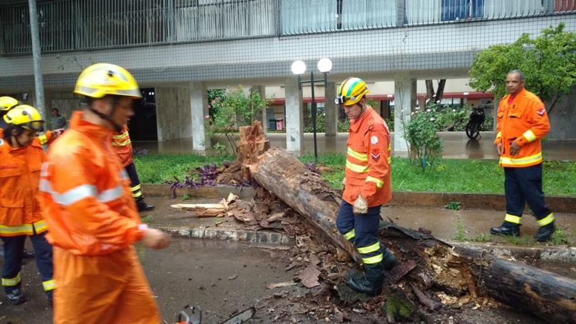 bombeiros corte árvore 403 norte