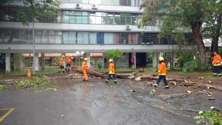 bombeiros corte árvore 403 norte