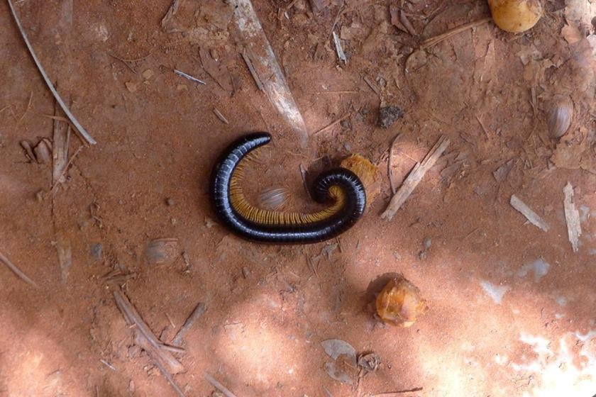 centopeia