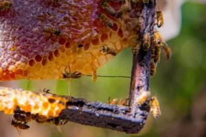 Mundo das abelhas: veja todo o incrível processo de fabricação de mel