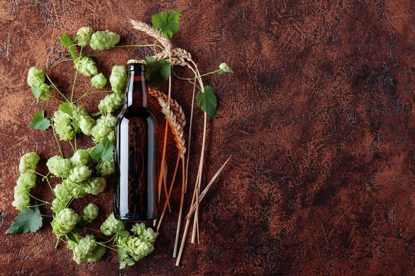 O que é lúpulo descubra este