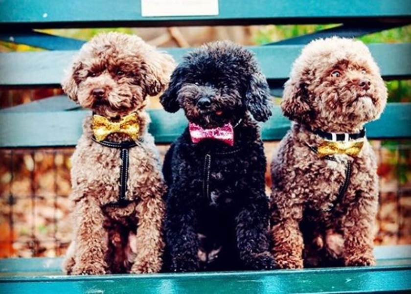 Poodle cores preto Outlet