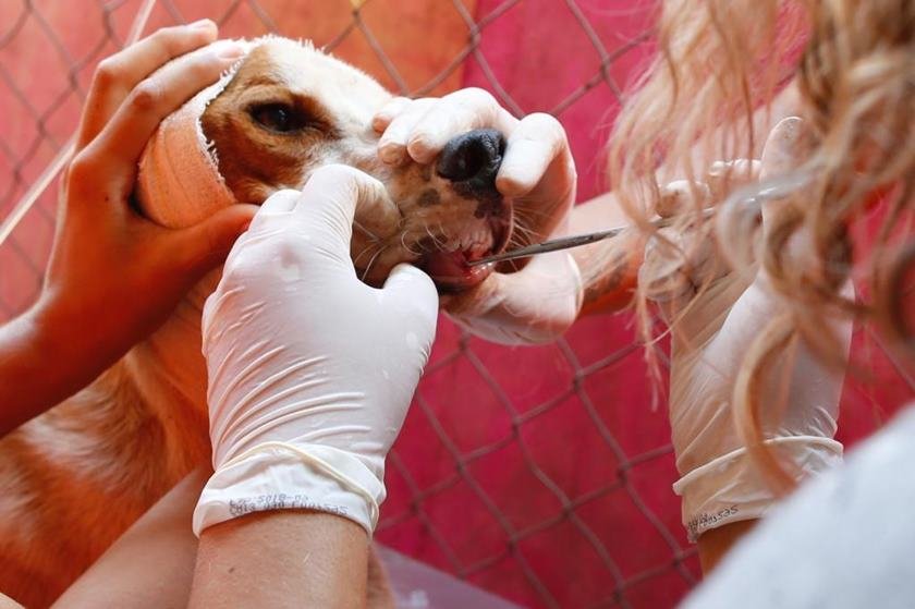 resgate de animais em Brumadinho