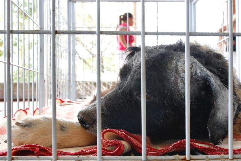 resgate de animais em Brumadinho