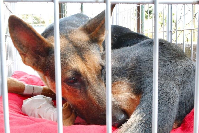 resgate de animais em Brumadinho