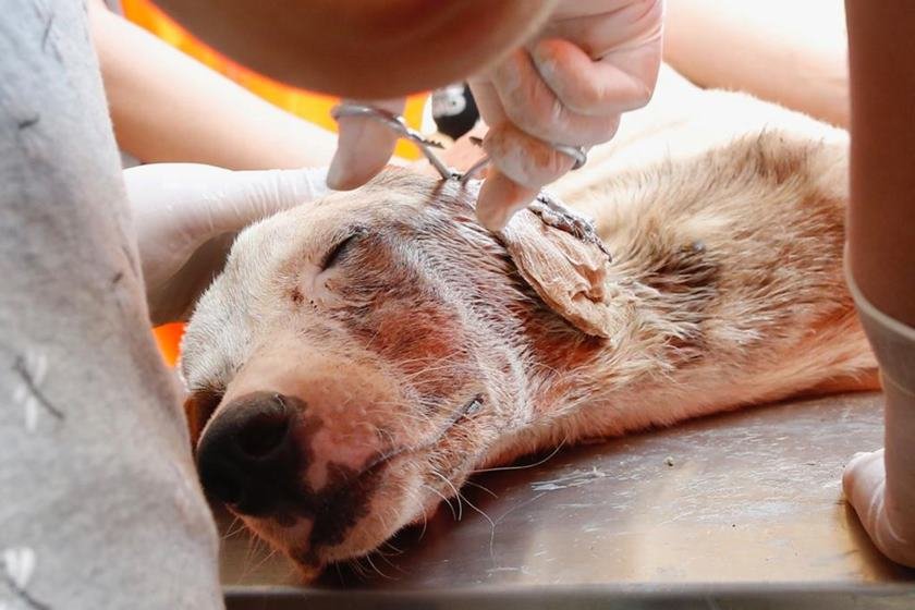 resgate de animais em Brumadinho