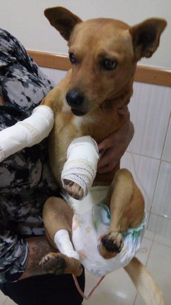 cachorro 1