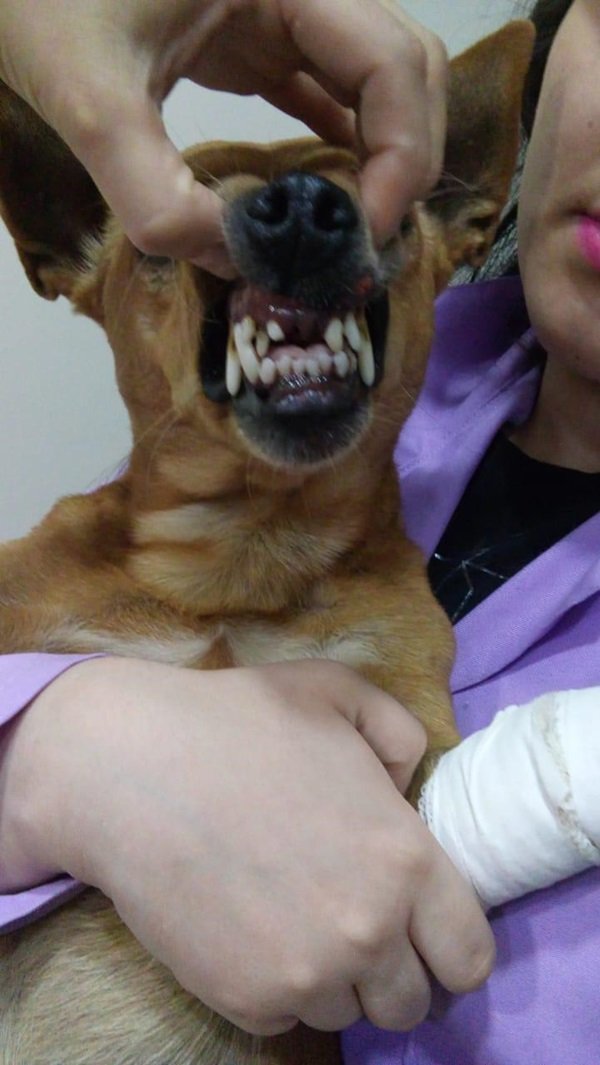 cachorro 2