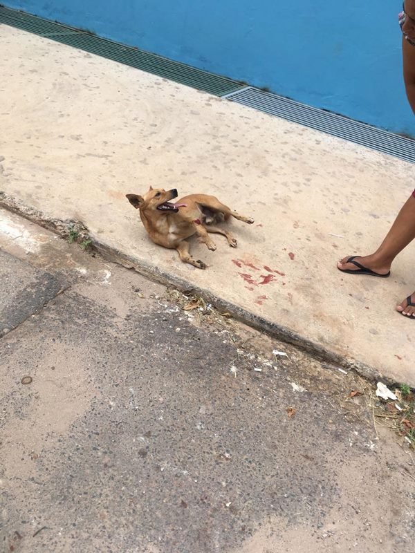 cachorro 4