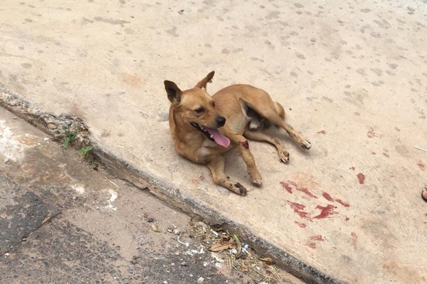 cachorro capa