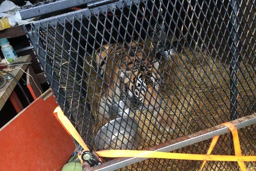 Tigre em casa em Houston