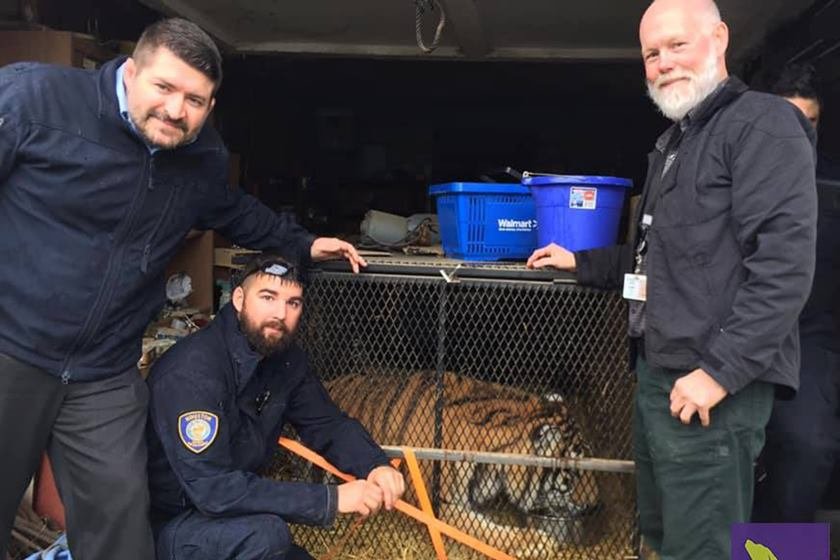 Tigre em casa em Houston