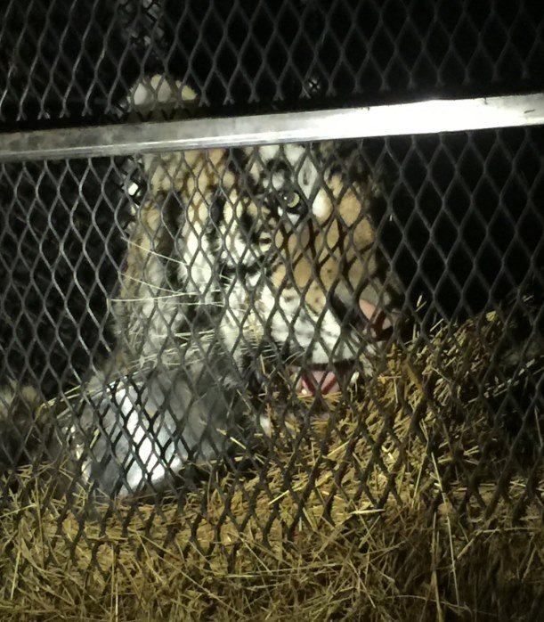 Tigre em casa em Houston