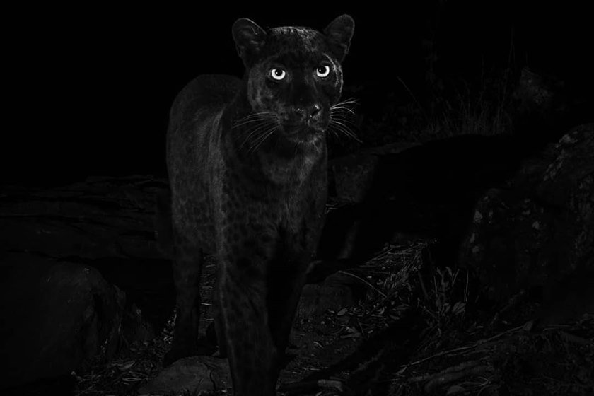 Leopardo negro africano