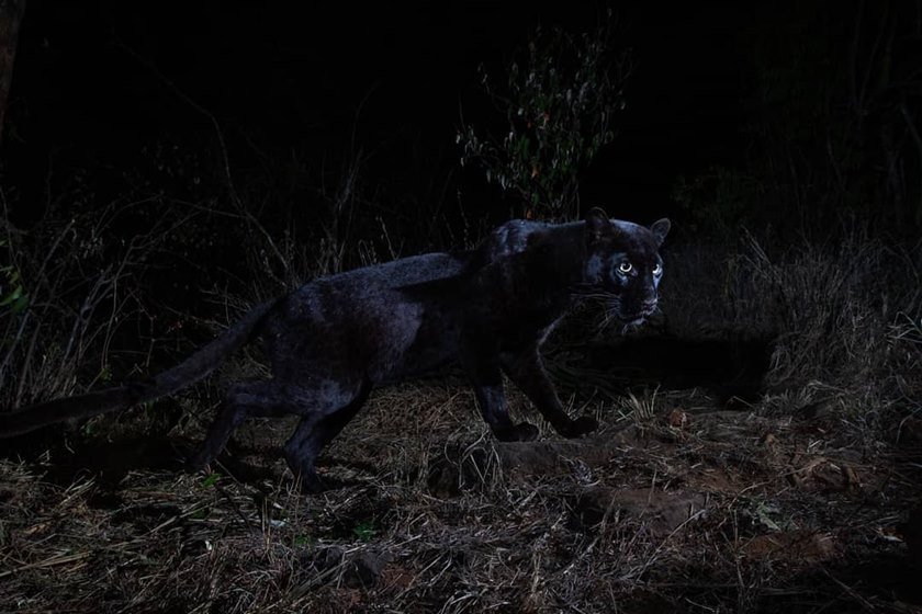 Leopardo negro africano